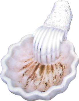 acquasantiera 